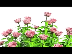 Y11 여성 스마트 워치 고급 1.32 